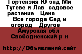 Гортензия Ю энд Ми Тугеве и Лав, садовое растение › Цена ­ 550 - Все города Сад и огород » Другое   . Амурская обл.,Свободненский р-н